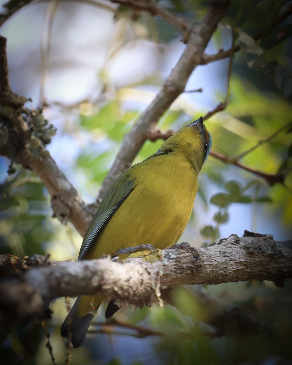 Golden-rumped Euphonia - ML621801063