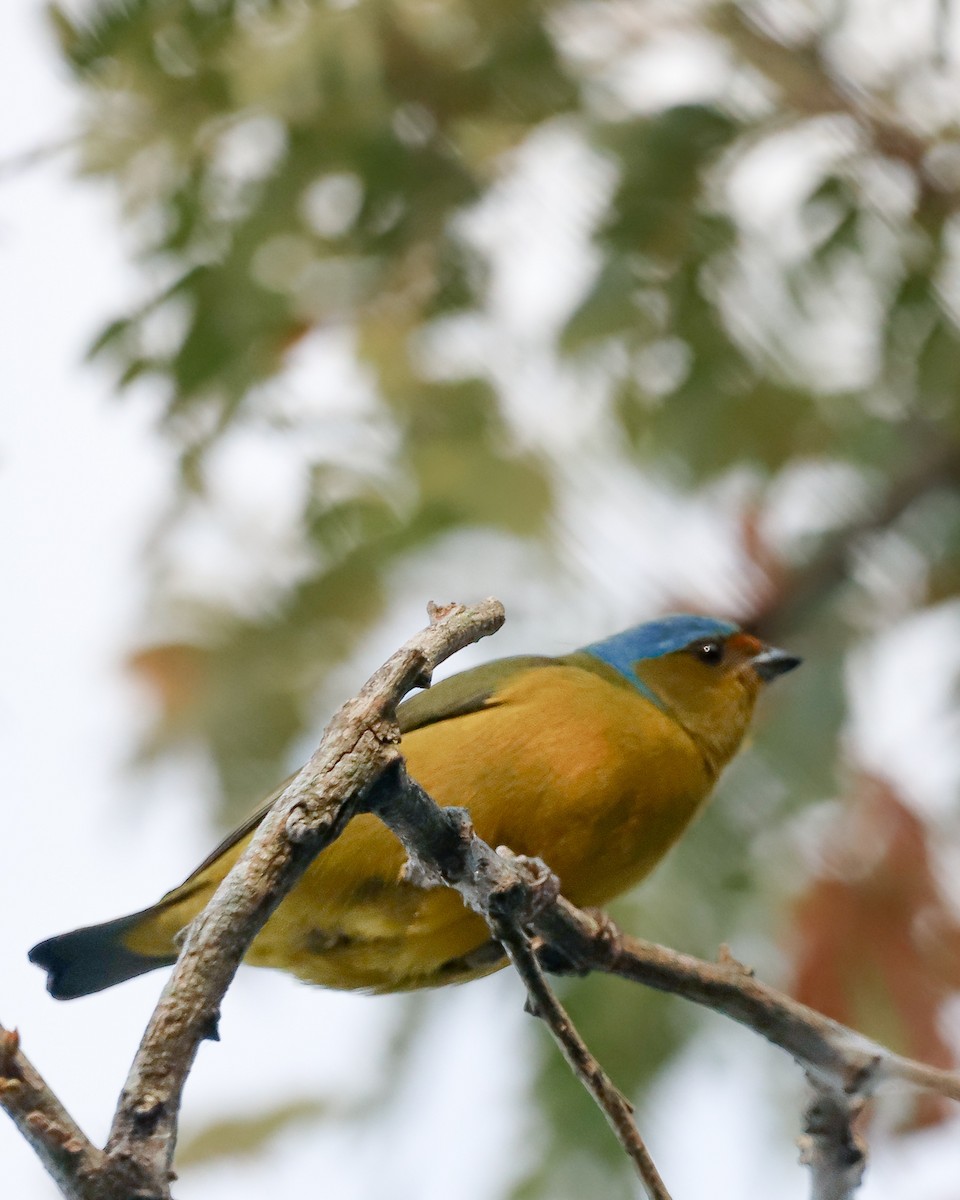 Golden-rumped Euphonia - ML621801064