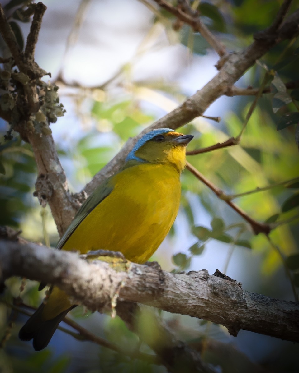 Golden-rumped Euphonia - ML621801065