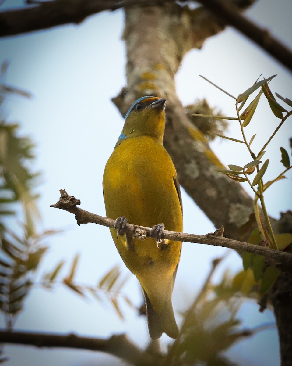 Golden-rumped Euphonia - ML621801066