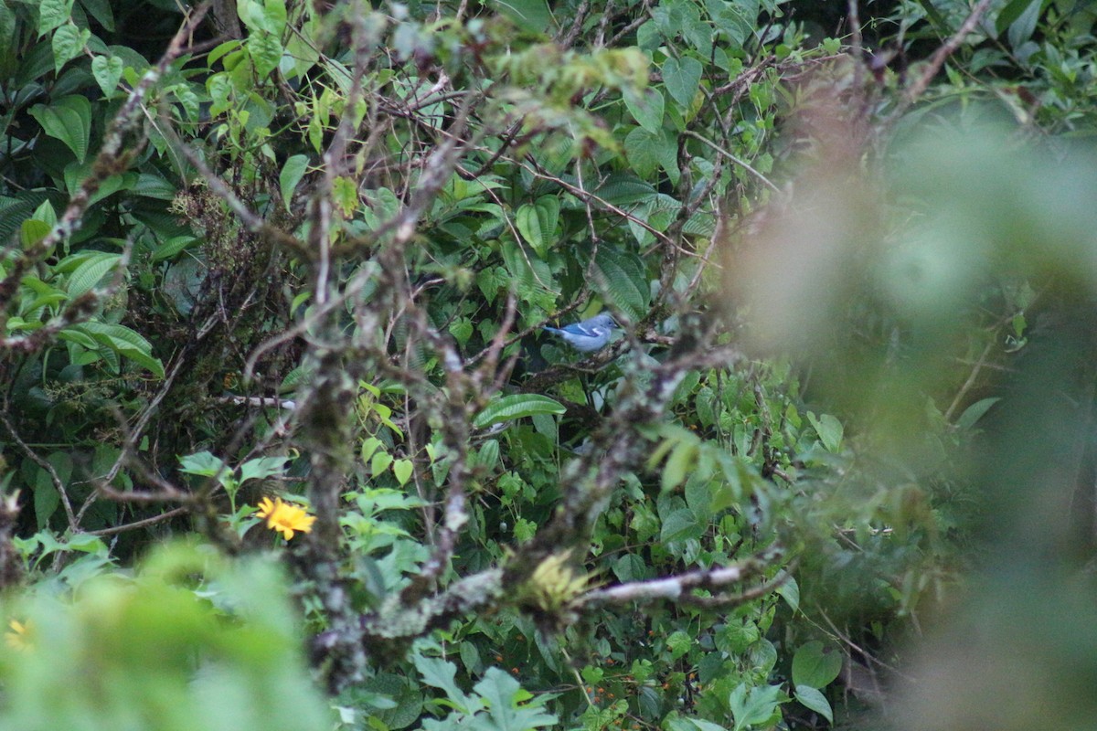 Blue-gray Tanager - ML621801074