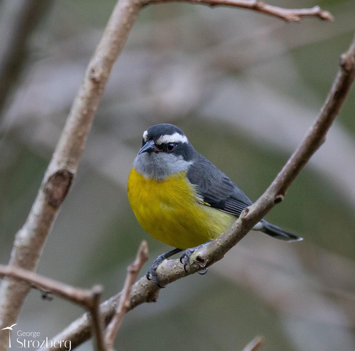 Bananaquit - ML621801091