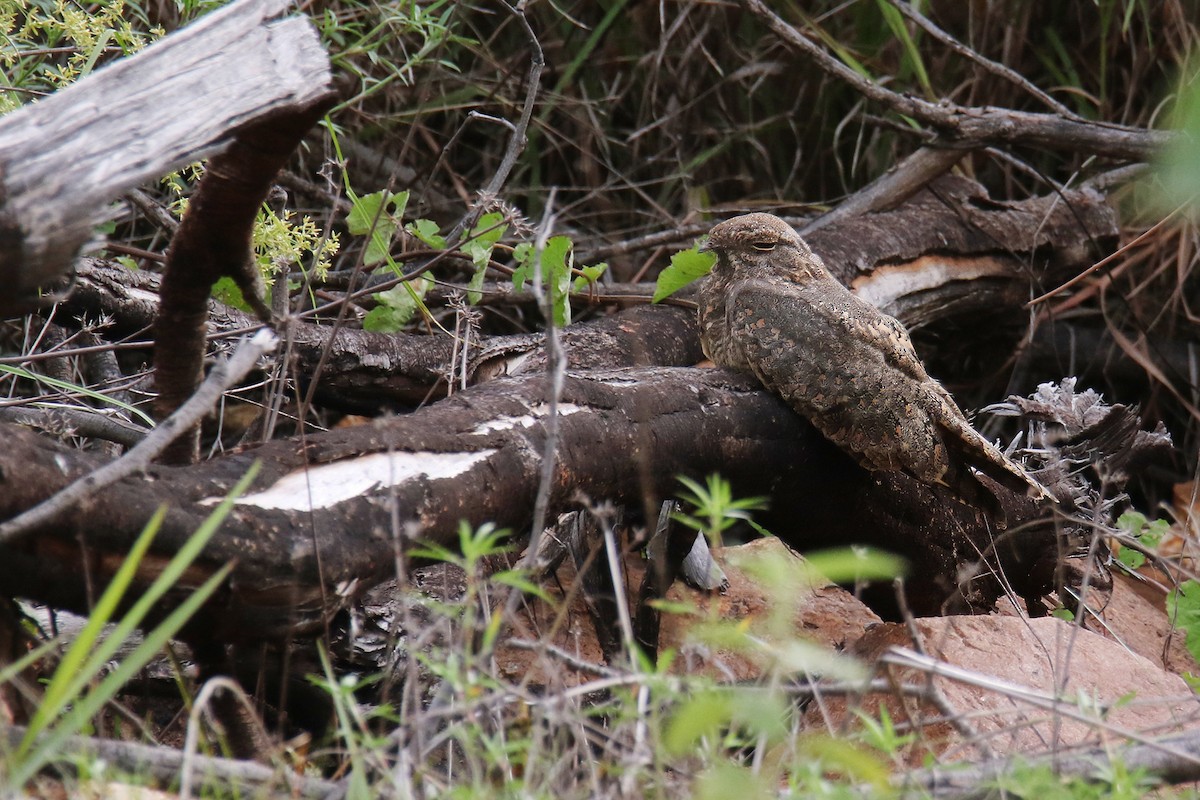 Savanna Nightjar (Northern) - ML621801095