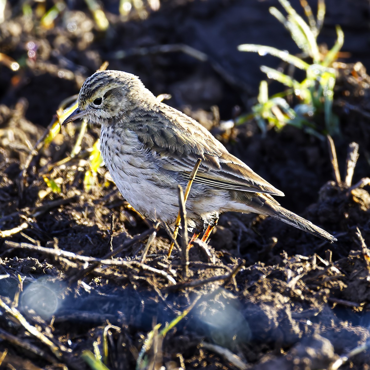 Australian Pipit - ML621801096