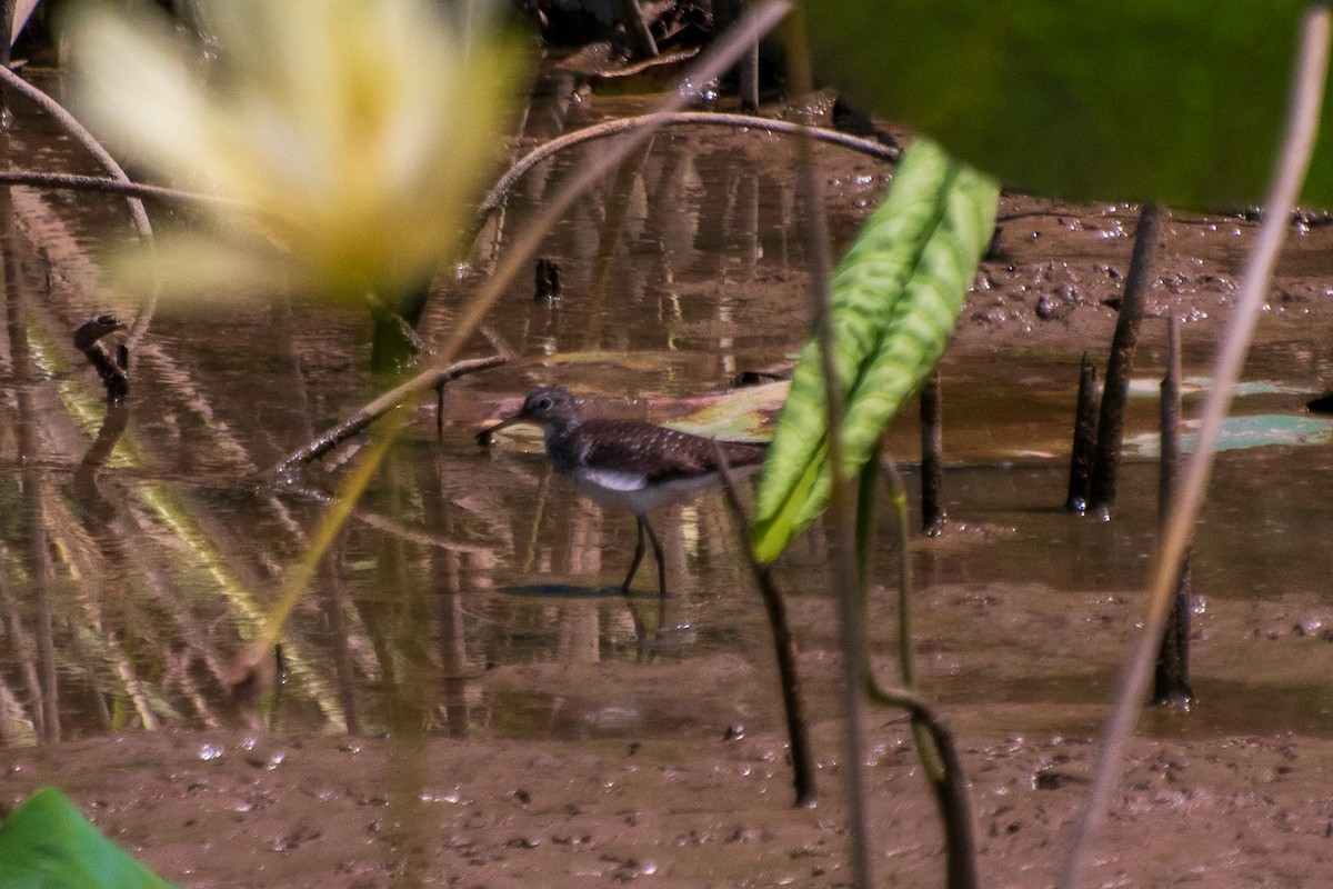 Solitary Sandpiper - ML621801154