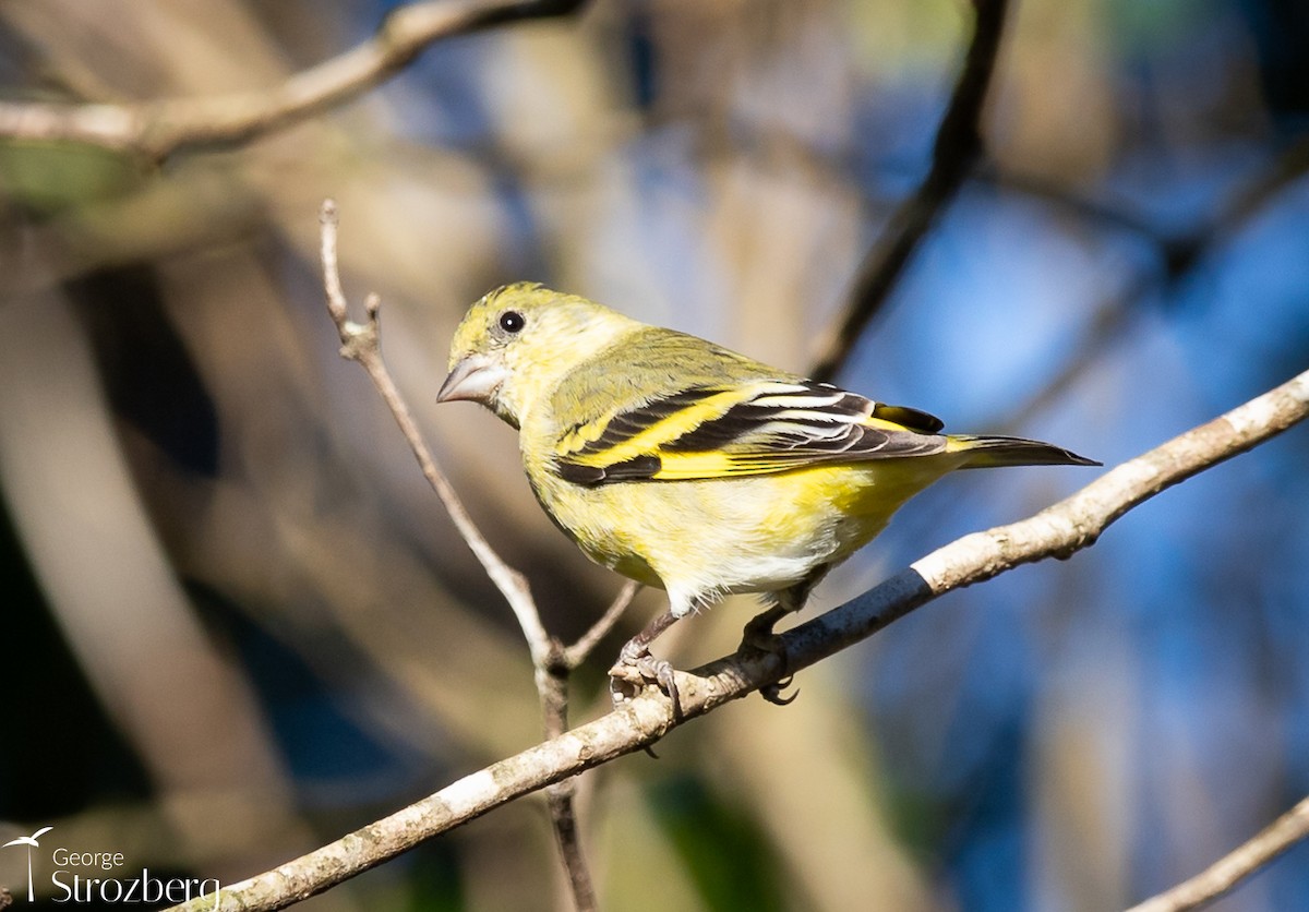 Hooded Siskin - ML621801158