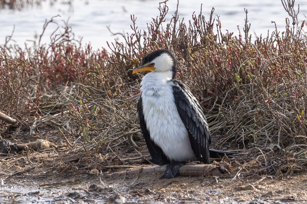 Little Pied Cormorant - ML621801175