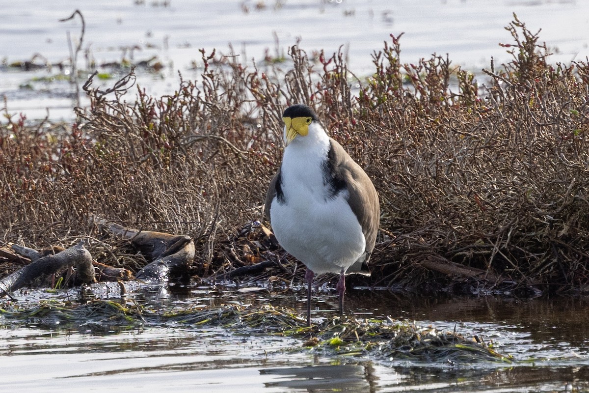 Masked Lapwing - ML621801180