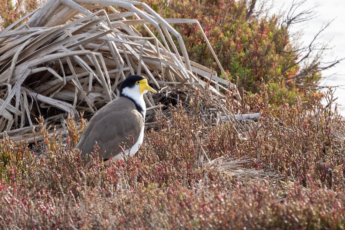 Masked Lapwing - ML621801181