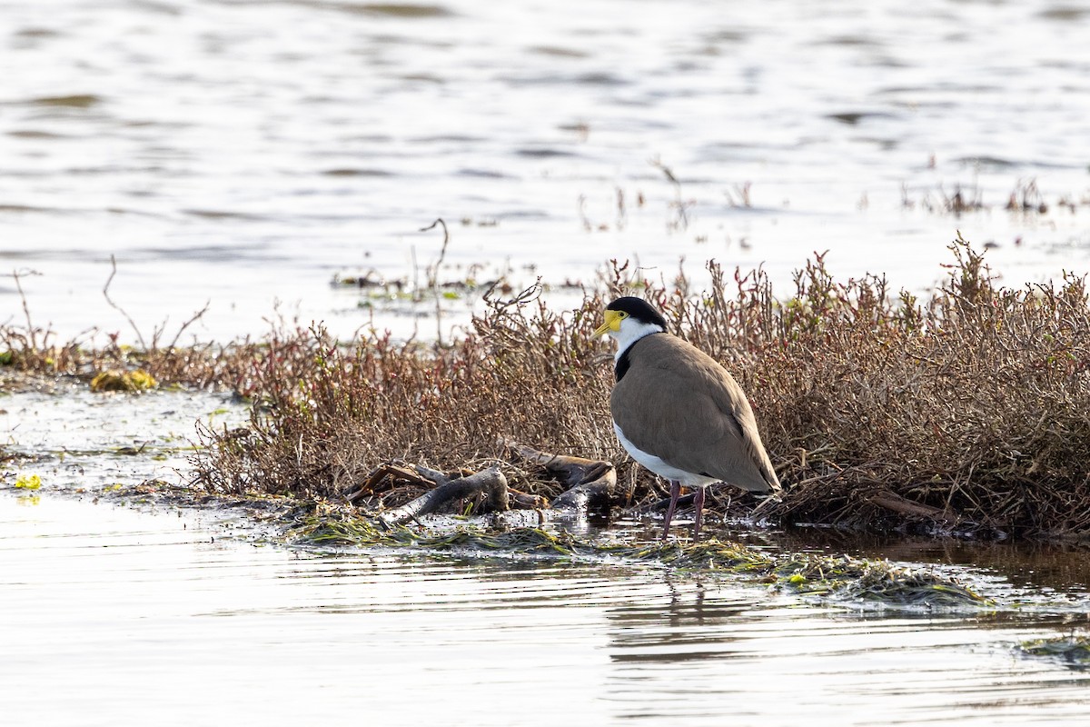 Masked Lapwing - ML621801182