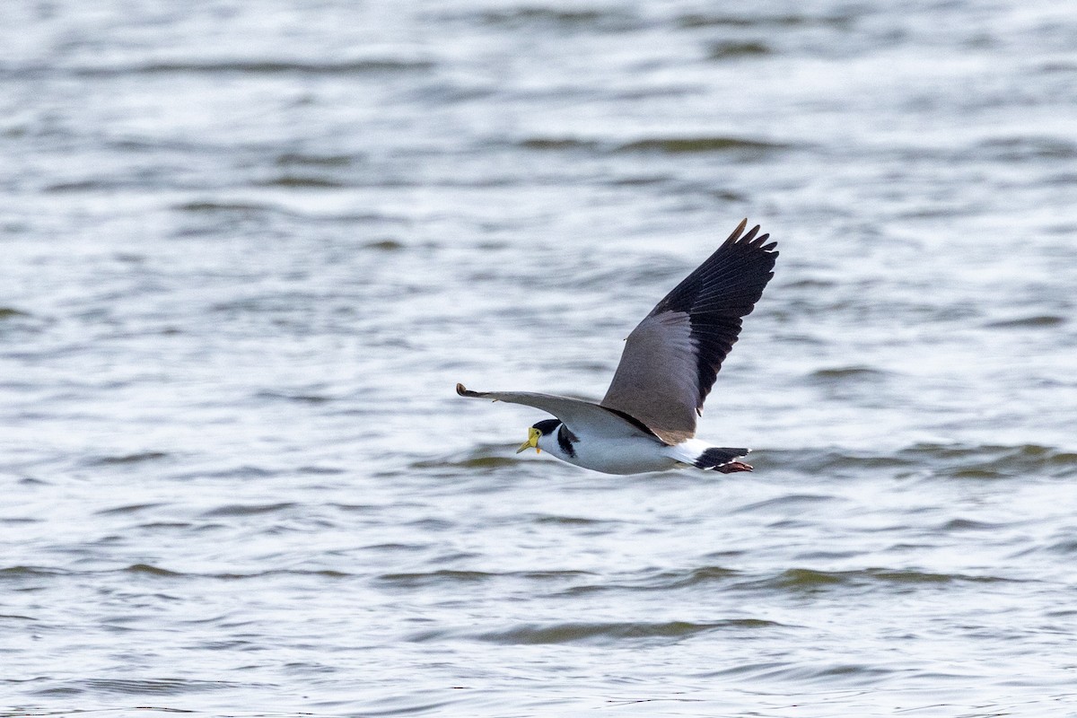 Masked Lapwing - ML621801183