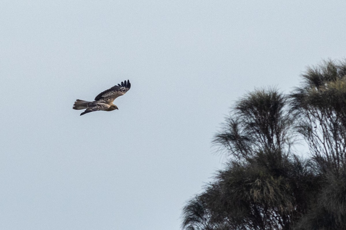 Whistling Kite - ML621801201