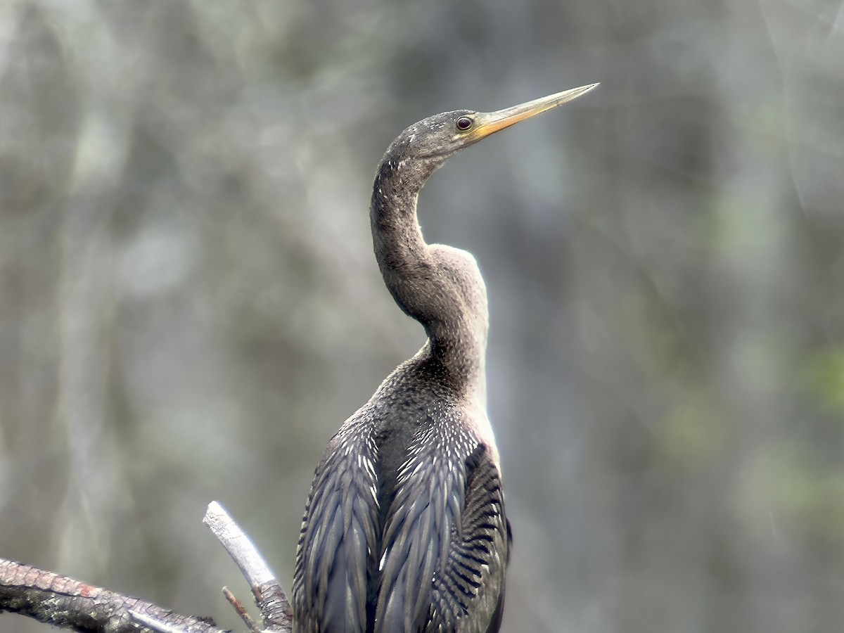 Anhinga - Louis Bevier