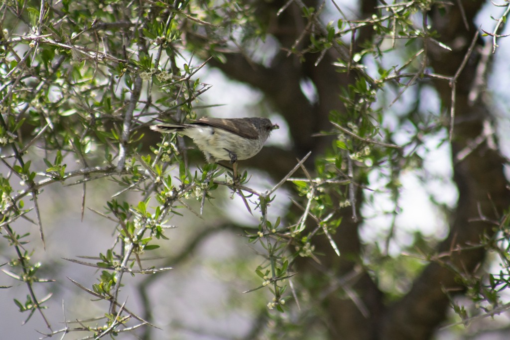 Gray Gerygone - ML621801204