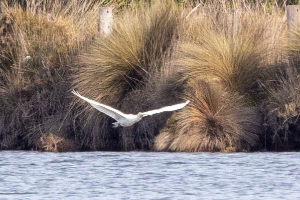 Yellow-billed Spoonbill - ML621801208