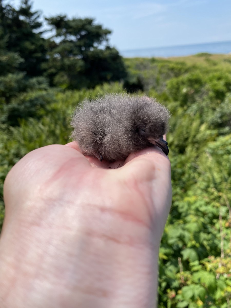 Leach's Storm-Petrel - ML621801209