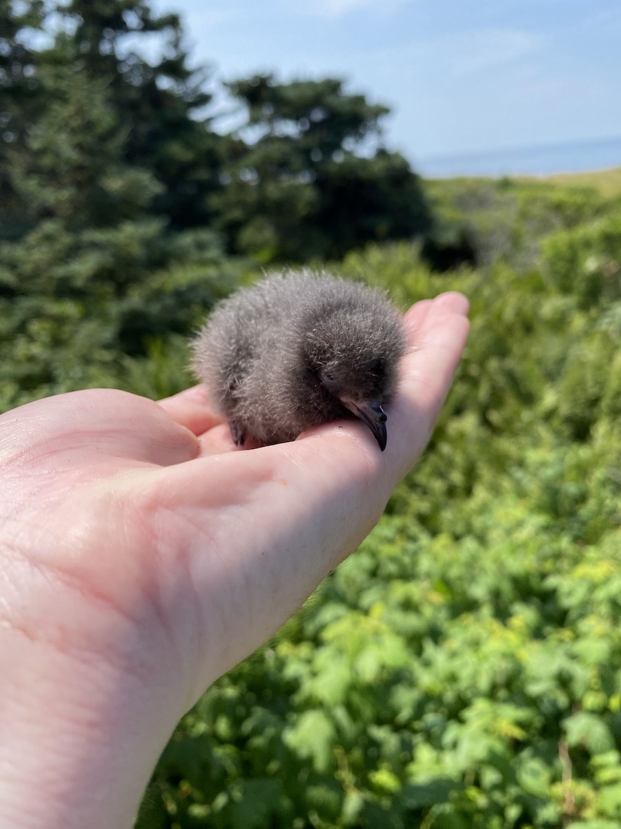 Leach's Storm-Petrel - ML621801210