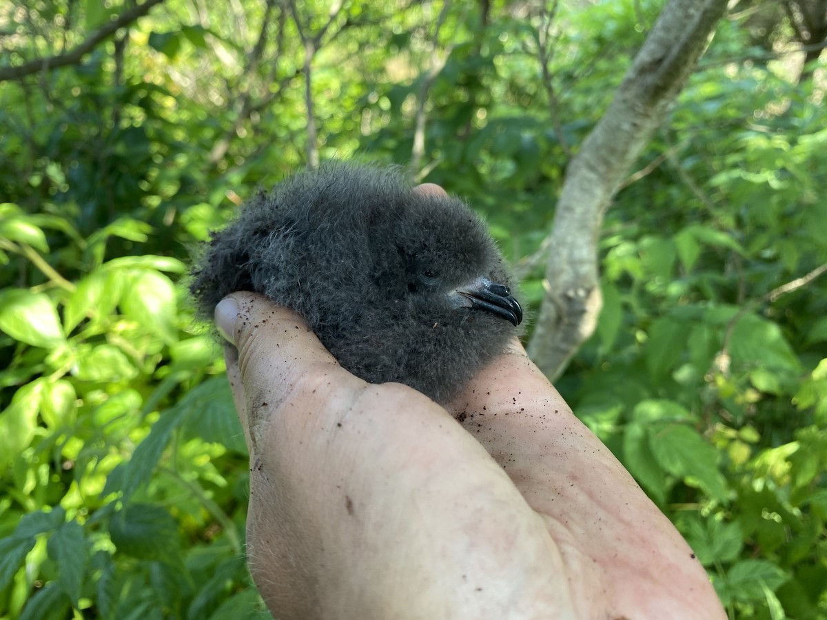 Leach's Storm-Petrel - ML621801211
