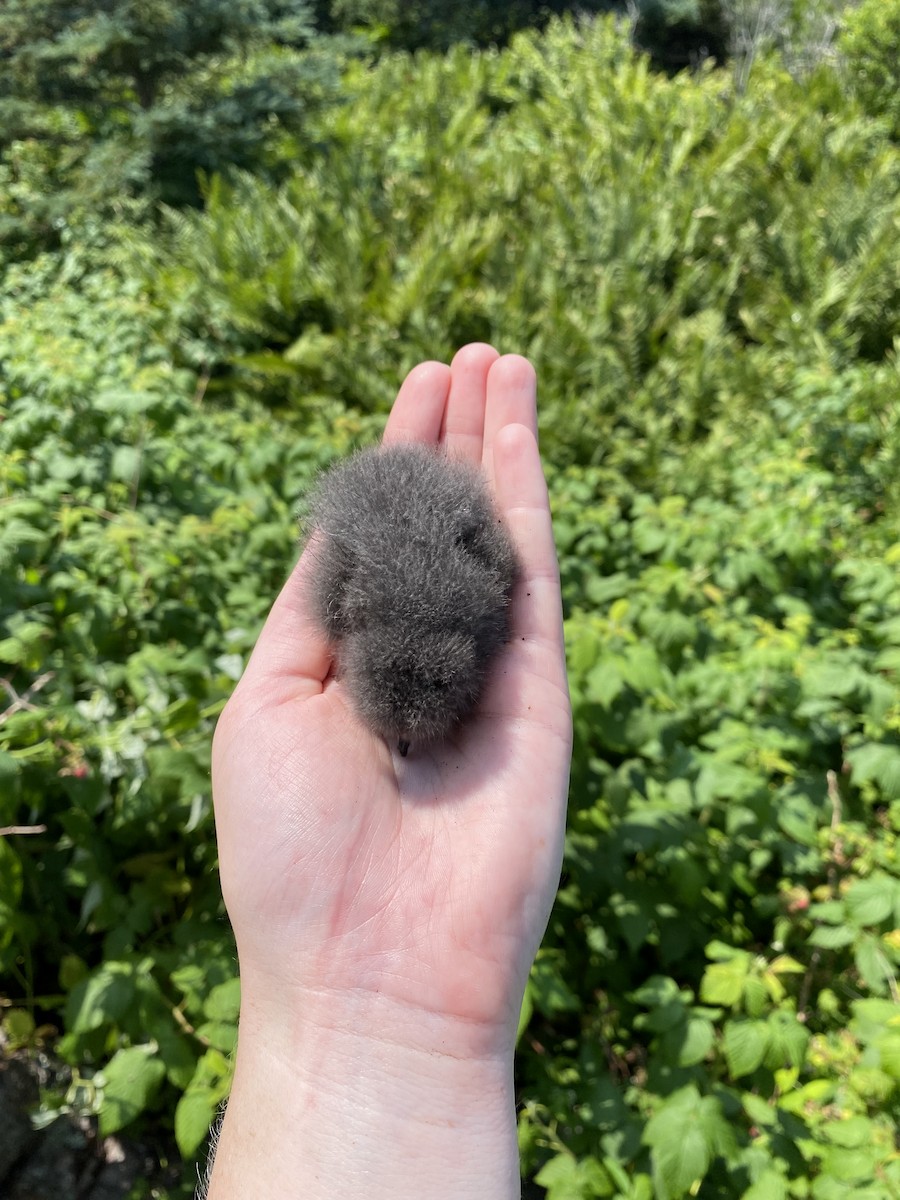 Leach's Storm-Petrel - ML621801213