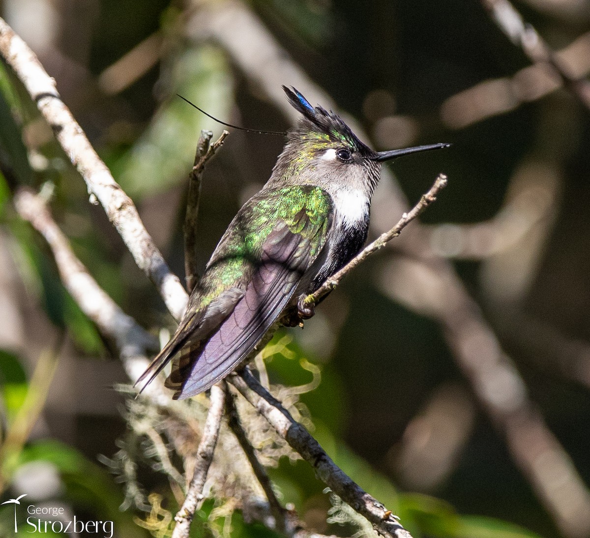 Colibri à huppe bleue - ML621801222