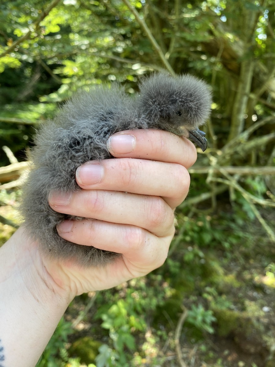 Leach's Storm-Petrel - ML621801253