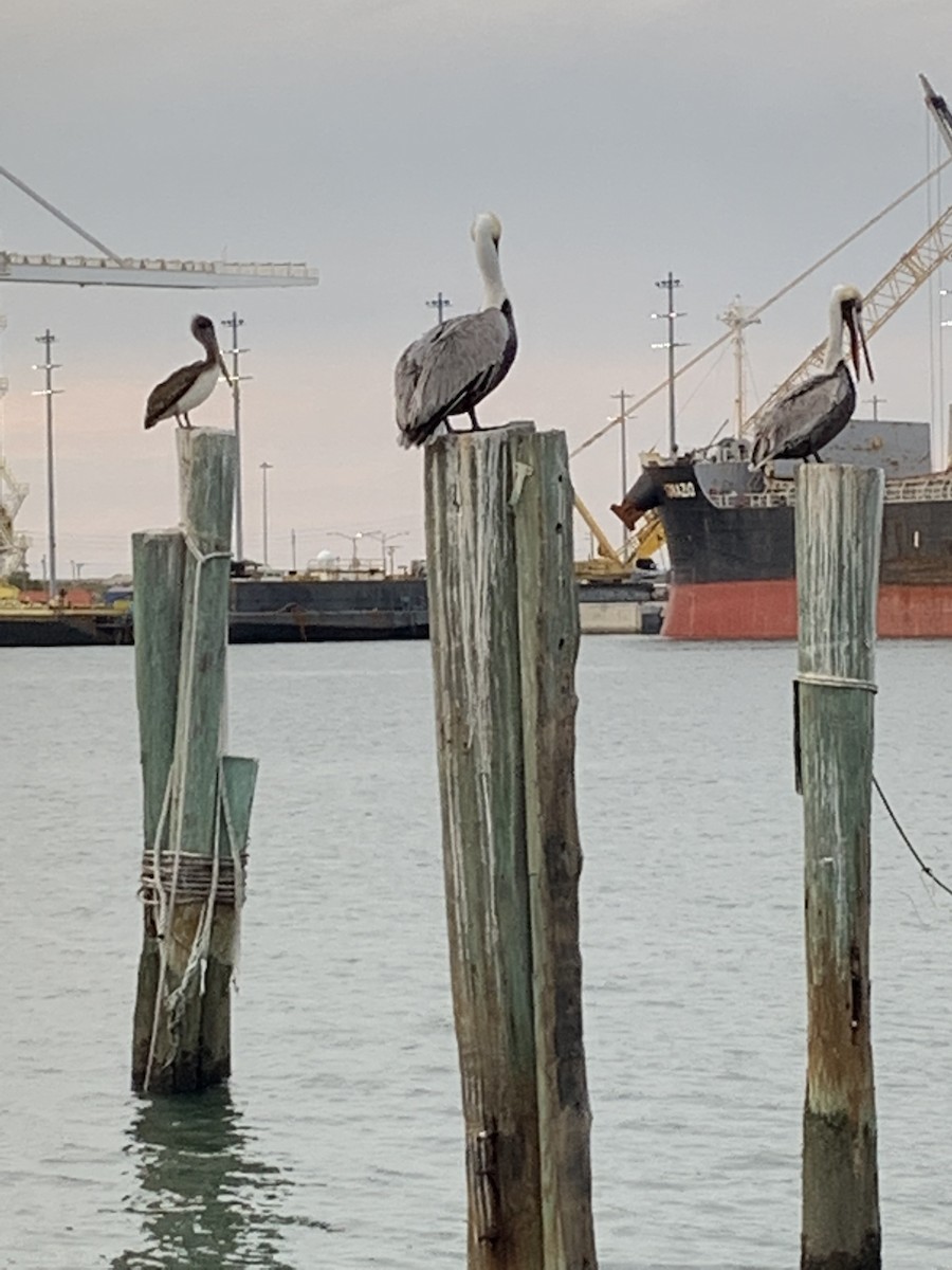 Brown Pelican - ML621801260