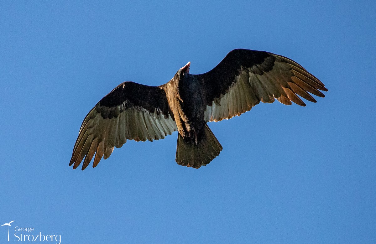 Turkey Vulture - ML621801263