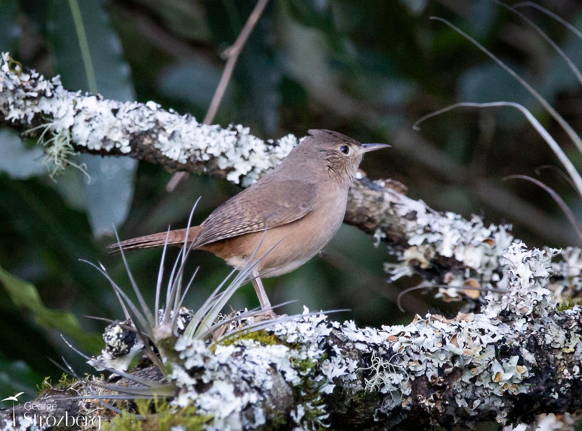 Southern House Wren - ML621801269