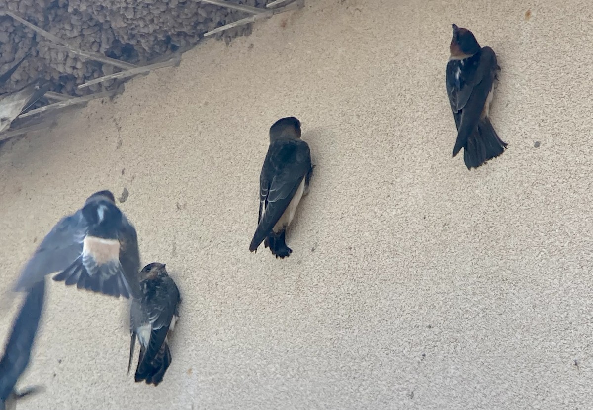 Cliff Swallow (melanogaster) - ML621801272