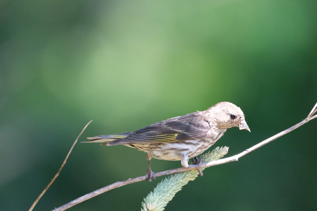 Pine Siskin - Todd DeVore