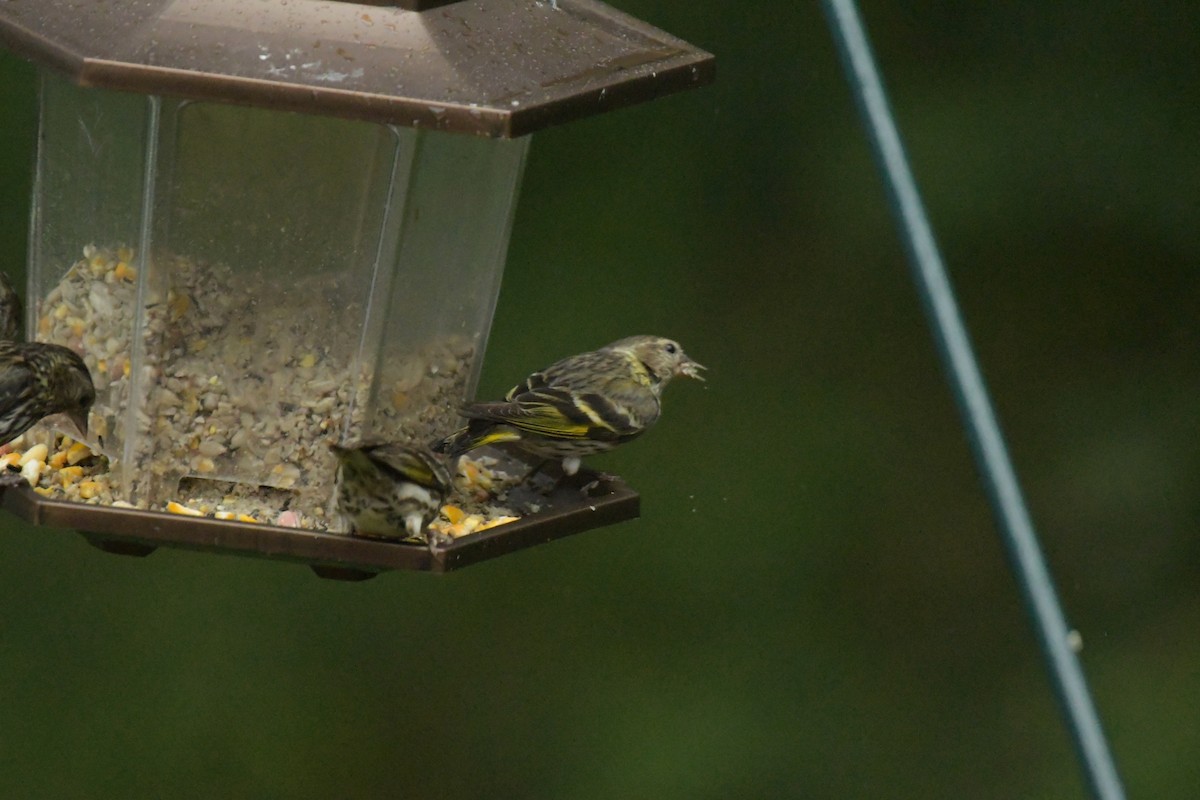 Pine Siskin (green morph) - ML621801338