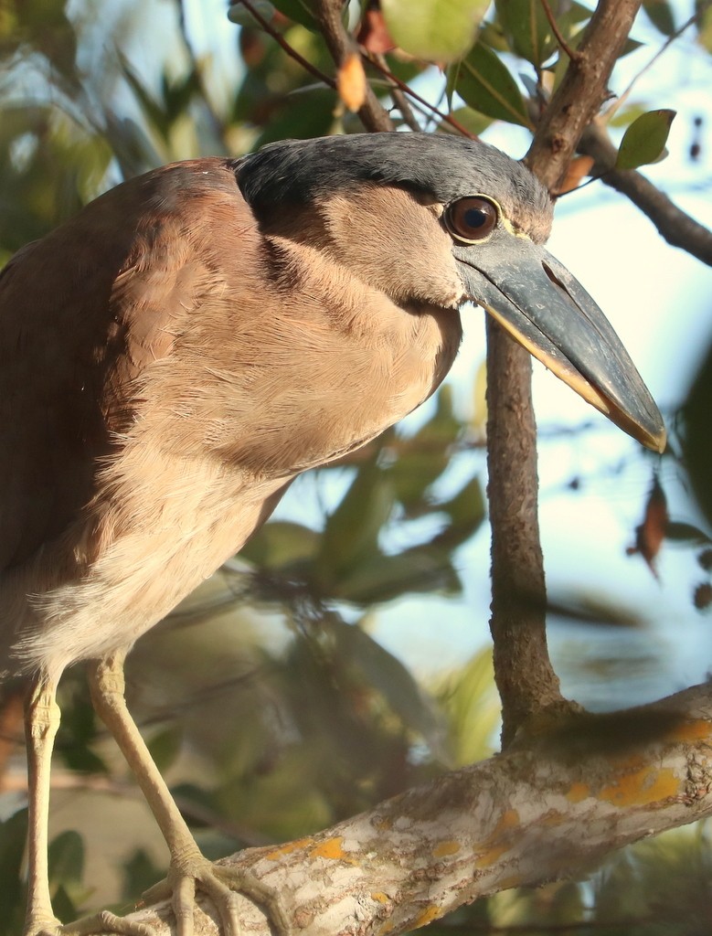 Martinete Cucharón - ML621801351