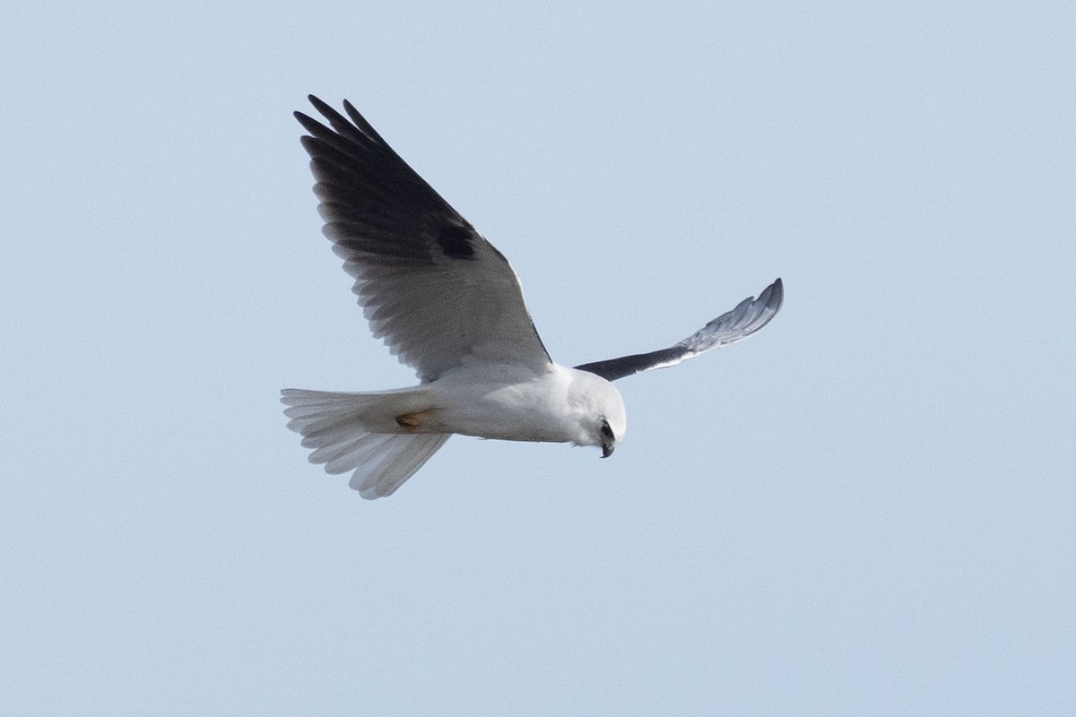 Black-shouldered Kite - ML621801372