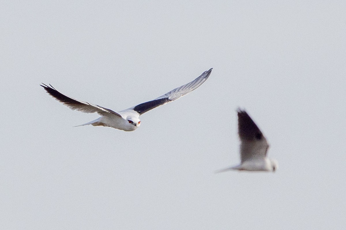 Black-shouldered Kite - ML621801373