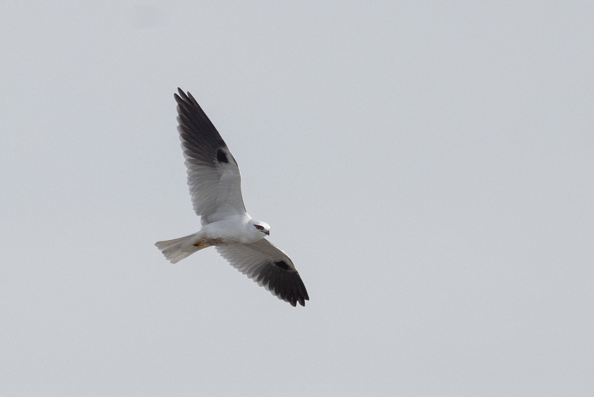 Black-shouldered Kite - ML621801374