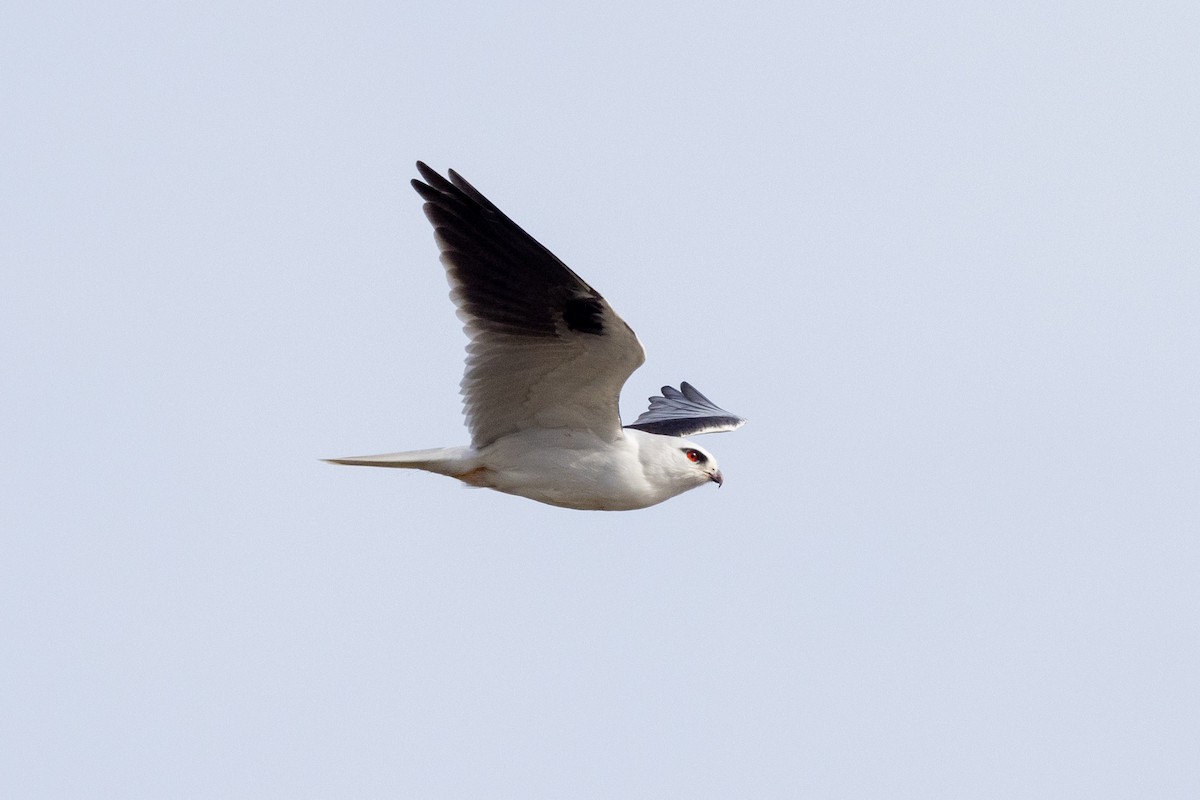 Black-shouldered Kite - ML621801375