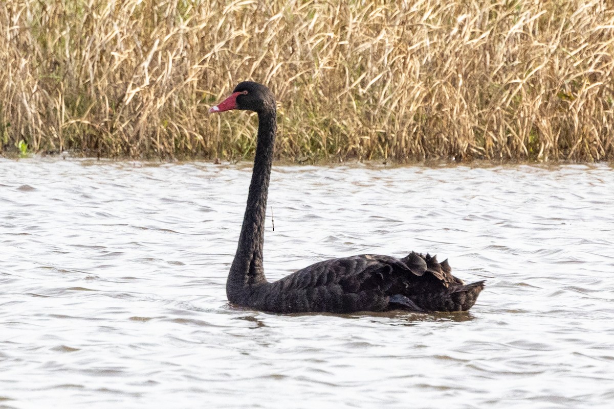 Black Swan - ML621801387