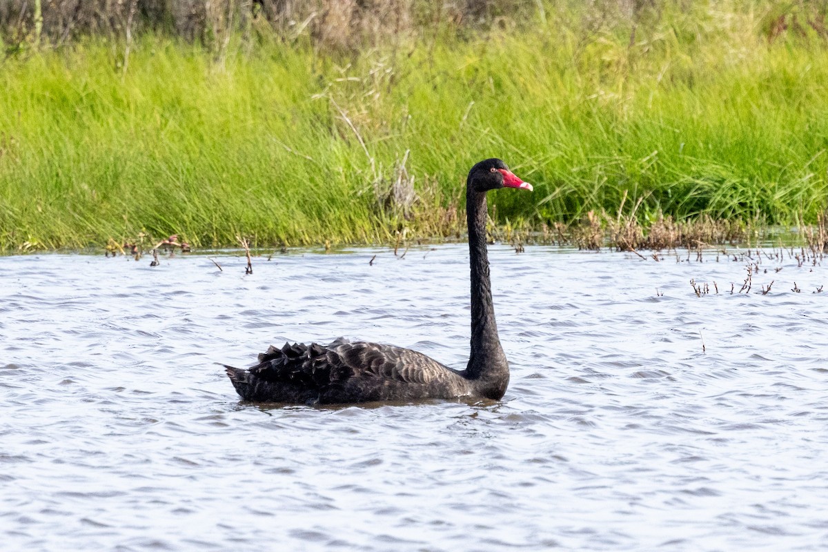 Black Swan - ML621801388