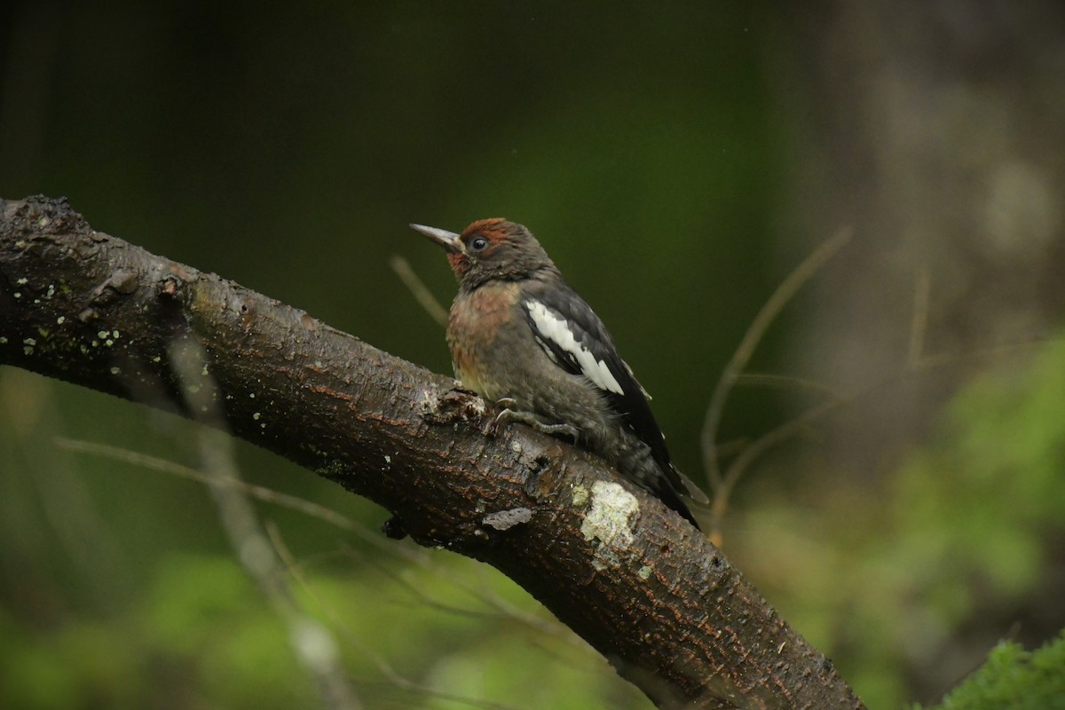 Red-breasted Sapsucker - ML621801389