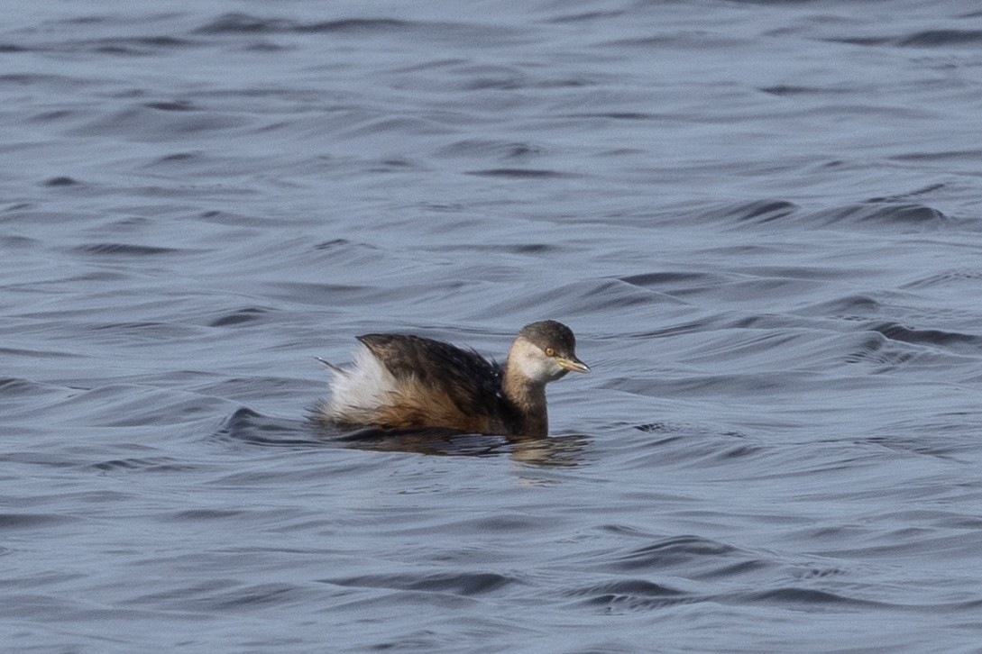 Australasian Grebe - ML621801394