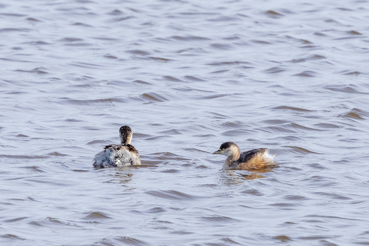 Australasian Grebe - ML621801395