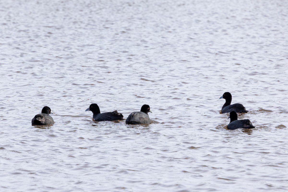 Eurasian Coot - ML621801398