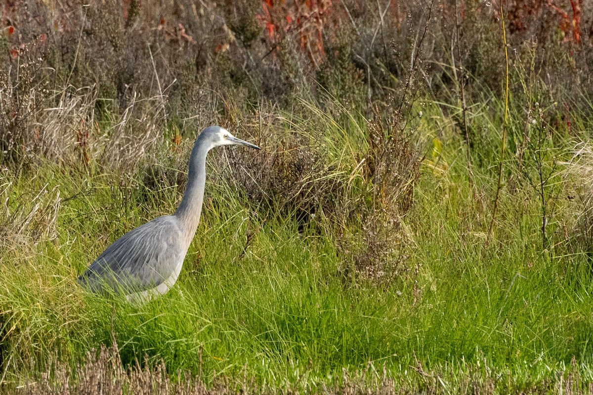 White-faced Heron - ML621801401