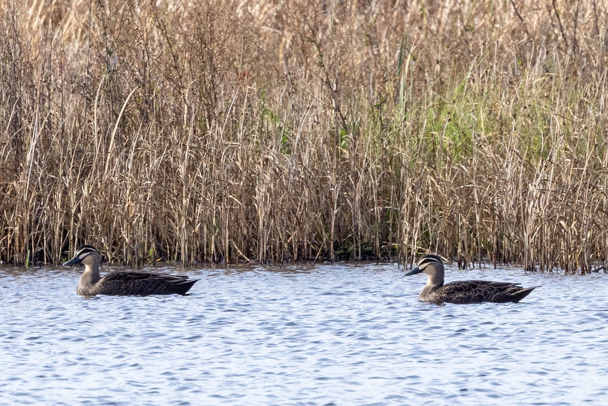 Pacific Black Duck - ML621801409