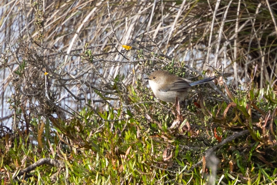 Superb Fairywren - ML621801419