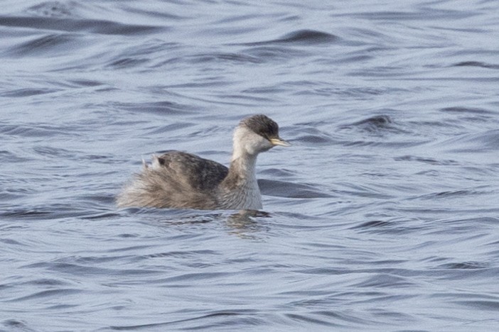 Hoary-headed Grebe - ML621801423