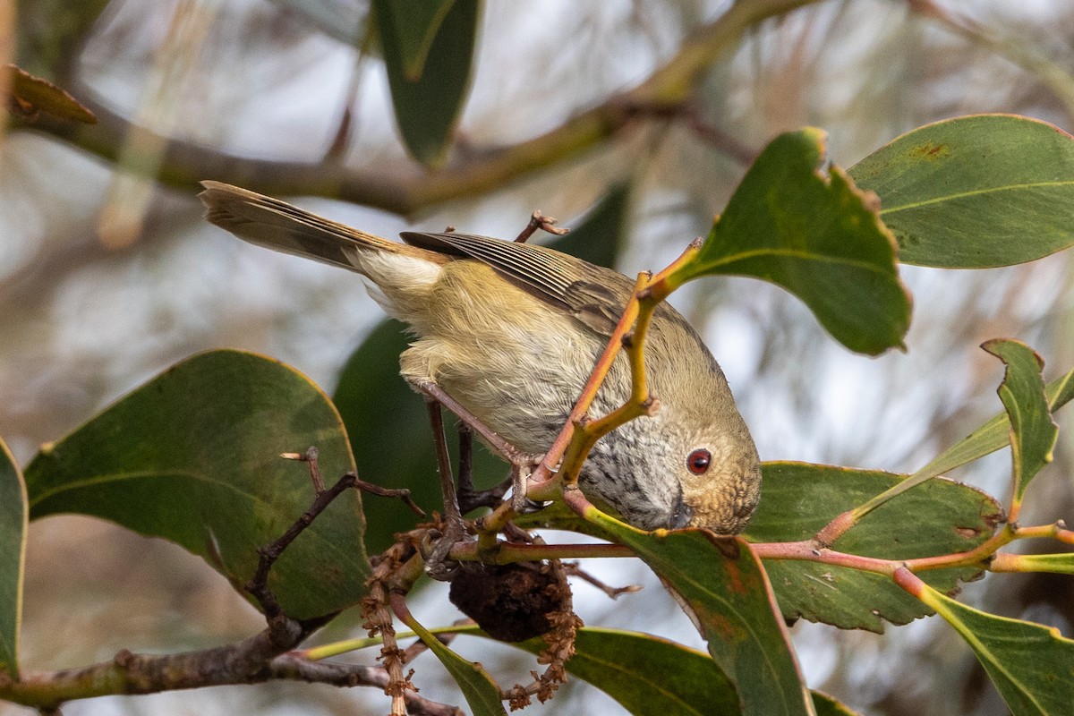 Brown Thornbill - ML621801470