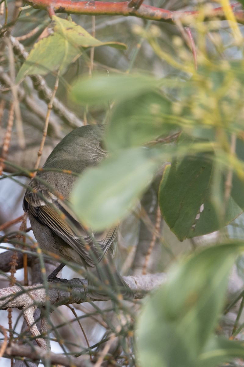 Golden Whistler - ML621801475