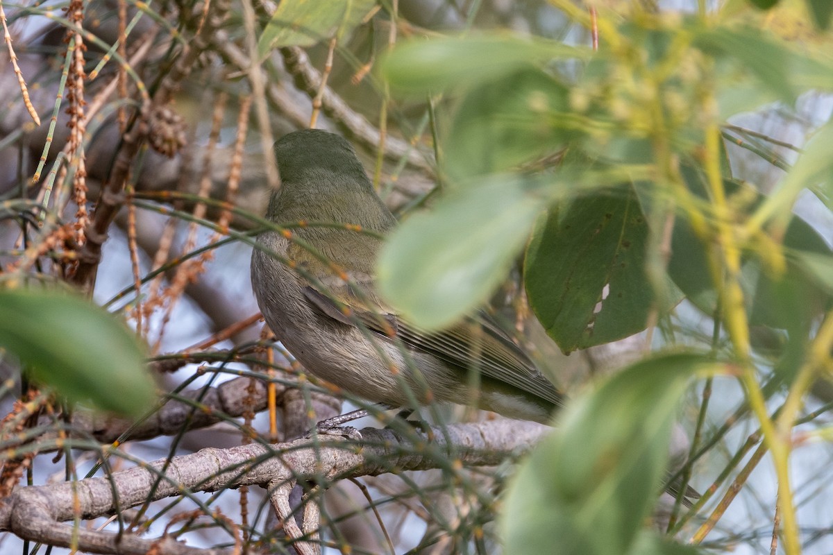 Golden Whistler - ML621801476