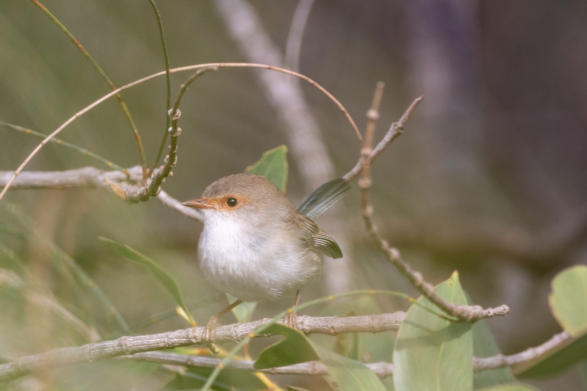 Superb Fairywren - ML621801478